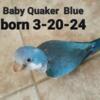Quaker Parrot blue baby starting eating(updated pictures )