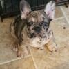 French Bulldogs, boy and girl Merle