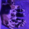 Basset hound puppy , puppies, for furever homes
