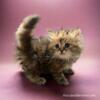 Persian Kitten- Gorgeous with exclusive Torbie markings