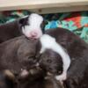 Purebred Standard size Australian Shepherd puppies for sale