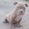 Beautiful male bully available soon