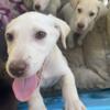 Lab puppies low Rehoming fee
