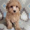 Health Certified Toy Poodle Puppies!