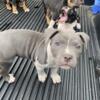 American bullies looking for forever home