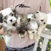 ShihTzu Maltese Bichon Puppies