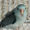 Parrotlets for sale young and adult