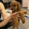 Rehoming Male Cavapoo Puppy