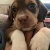 Female beagle for sale ready in 1 week