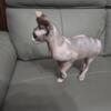9-month-old unaltered female Sphynx kitten