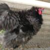 Silkie rooster for rehoming.
