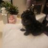 They are very Beautiful puppy's they are call Shorkie's a mixture of a Shih Tzu and a Yorkie