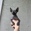 (not fixed) small black sphinx kittens are very smart quiet unique exotic house pets are  available for viewing.