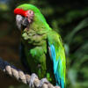 Military Macaw Rehome