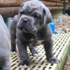 Cane Corso puppies due May, home by July