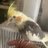 Cockatiels hand feeded tamed Port Richey $80