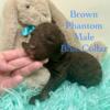 Brown Phantom Male Standard Poodle - Blue Collar