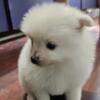 Pomeranian males! Looking forever homes!