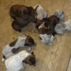 AKC  German Shorthaired Pointer  puppies