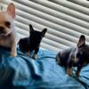 Fluffy carrier french bulldogs