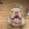 MERLE EXOTIC BULLY FOR A GREAT PRICE