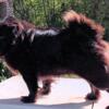 Black Fluffy Pug For Stud. NFS