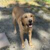 AKC REGISTERED FOX RED LAB FOR FREE
