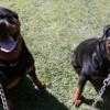 AKC Rottweiler pups Up coming Breedings