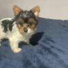 Yorkie parti teacup female pup for sale