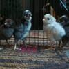 Chicks (white polish, Black crevecouer, mottled Houdan) and BYM