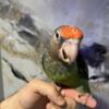 African Cape Parrot hand fed baby