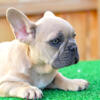 French Bull Dog puppy available