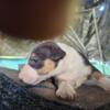 Akc English bullterrier pups 1beautiful tri color female pups available