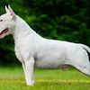 English Terrier all white with a Roman Head