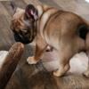 AKC REGISTERED FRENCH BULLDOG PUPPIES