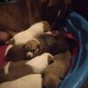 Beautiful pups 4 sale. Must go to a good home I will be doing screening for all