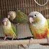 pineapple conures for adoption