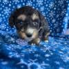 Cavapoo boy looking for a home