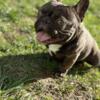 Benny the mini (toy frenchie ) Updated Picture Stud Service