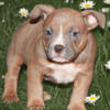 Pocket ABKC Female fully vetted ready to go pet home or breeding rights