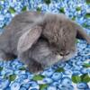Holland Lop babies available for deposit