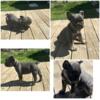 Male French bulldog for sale