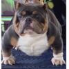 MICRO BULLY OPEN FOR STUD