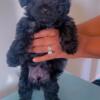 Yorkipoo male puppy for sale
