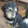 F1B Bernadoodle 8 month looking forever homes