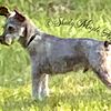 AKC MINIATURE SCHNAUZER ADULT MALE also available as stud