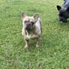 Fawn color Micro Frenchie available for Stud