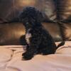 Toy poodle puppies long island ny registered