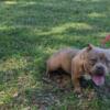 Female bully 1 year 6 month old $900 Sale price!