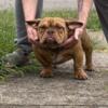 Exotic bully female year old